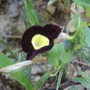 Plancia ëd Aristolochia variifolia Duch.