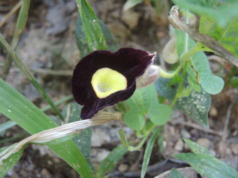 Aristolochia variifolia Duch.的圖片