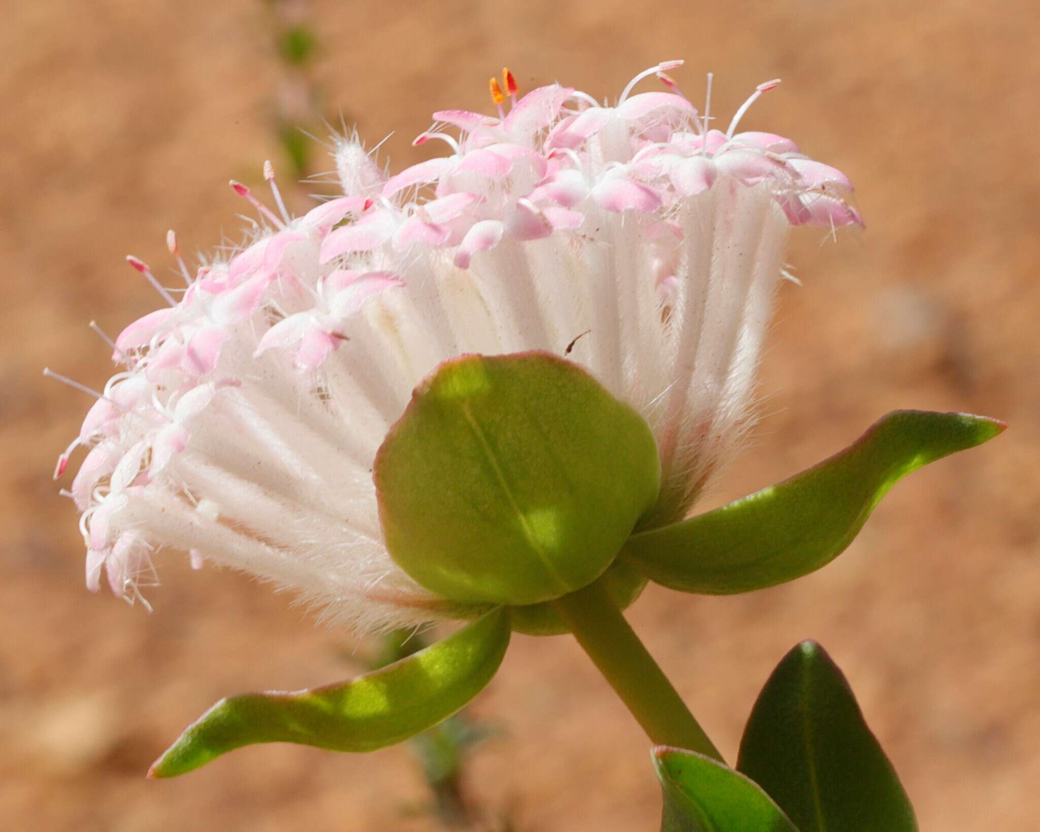 Image of Pimelea hispida R. Br.