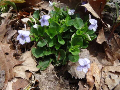 Imagem de Viola rostrata Pursh