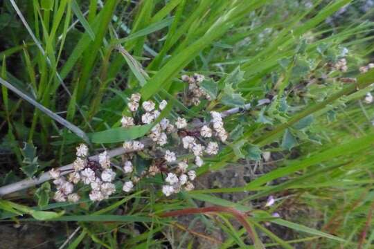 Image of Rincon Ridge ceanothus