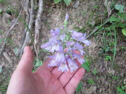 Penstemon canescens (Britt.) Britt. resmi