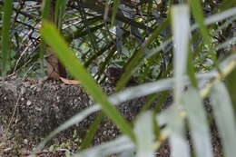 Image of Common Tree Shrew