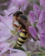 Image of Philanthus gloriosus Cresson 1865