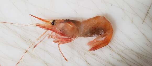 Image of Aesop shrimp