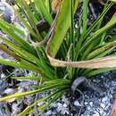 Image of Pale Cinderella Orchid