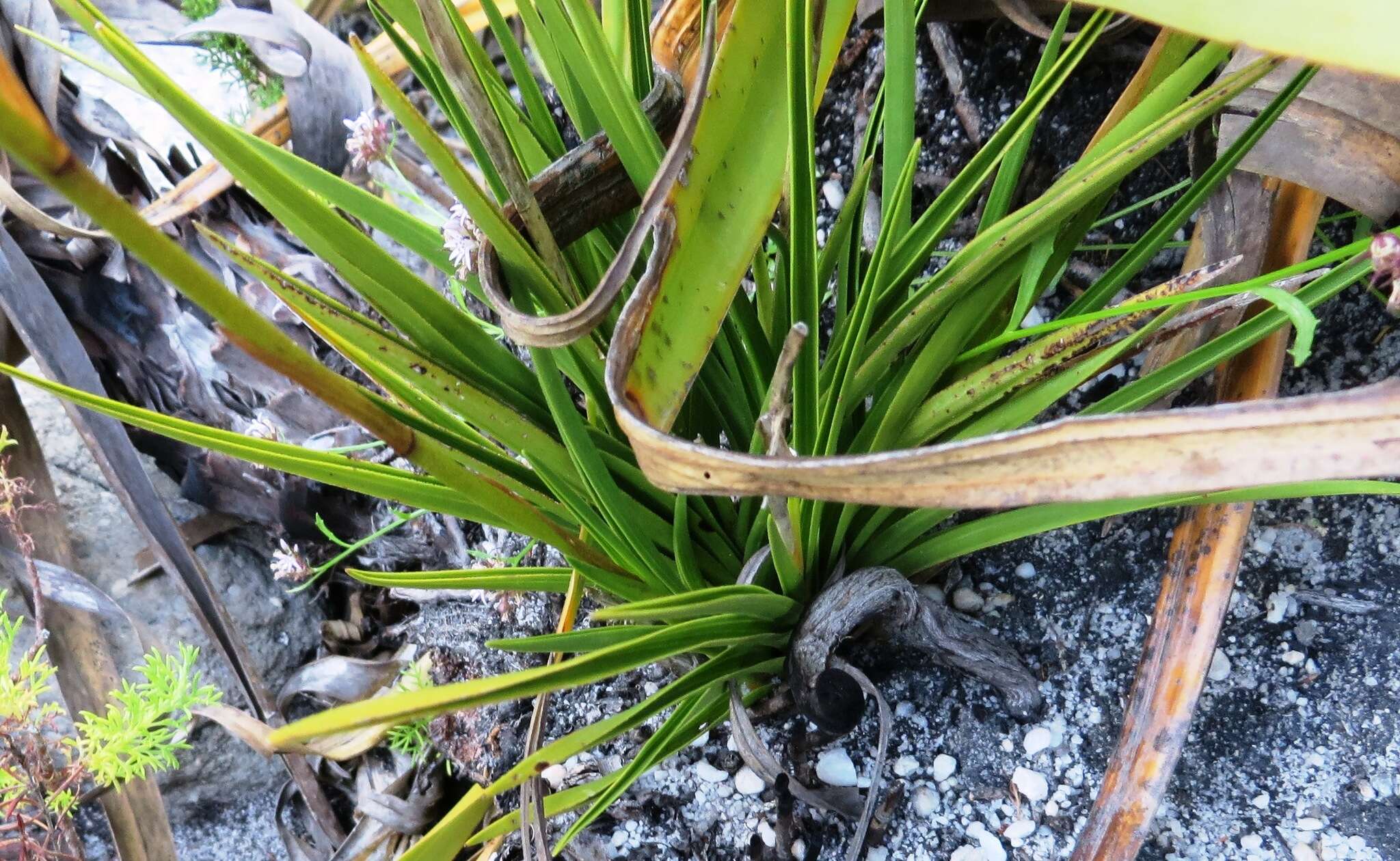 Image of Acrolophia capensis (P. J. Bergius) Fourc.