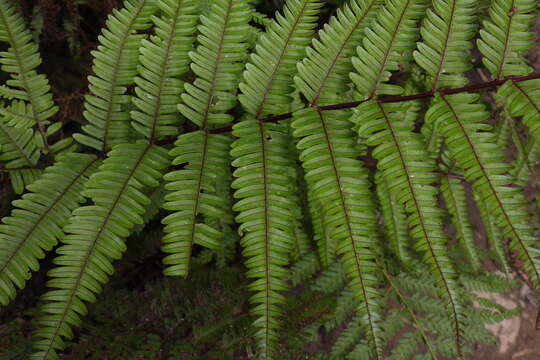 Sivun Pteris setulosocostulata Hayata kuva