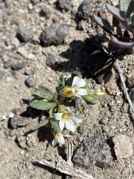 Image of bellshape gilia