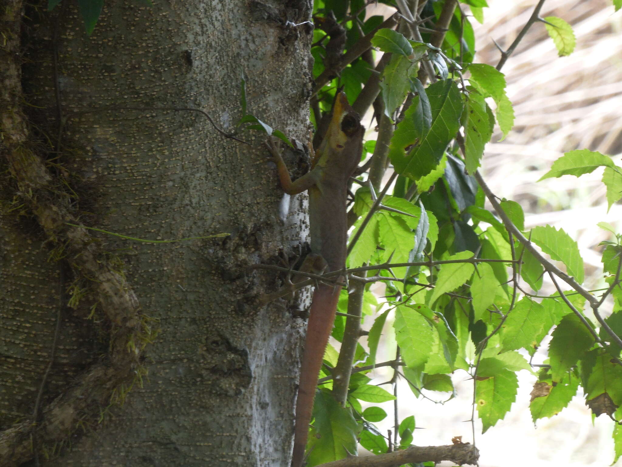 Image of Grenada tree anole