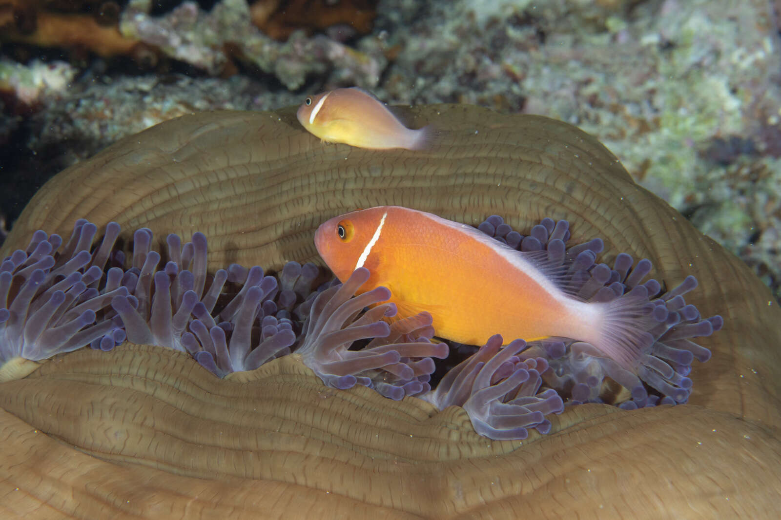 Image of Pink anemonefish