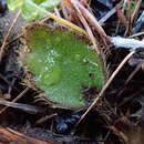 Image of Ranunculus monroi Hook. fil.