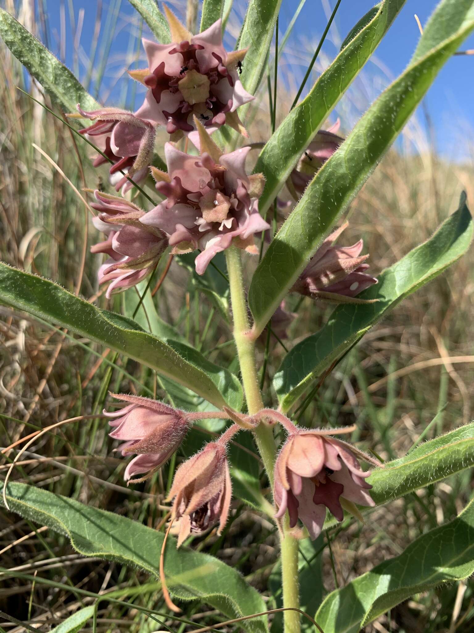 Sivun Pachycarpus vexillaris E. Mey. kuva