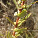 Image of Clutia polifolia Jacq.