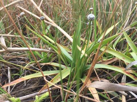 Image of sixangle pipewort