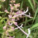 Image of Ocimum tubiforme (R. D. Good) A. J. Paton