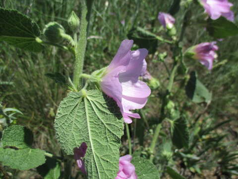 Image of hollyhock