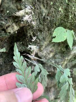 Image of Asplenium oldhamii Hance