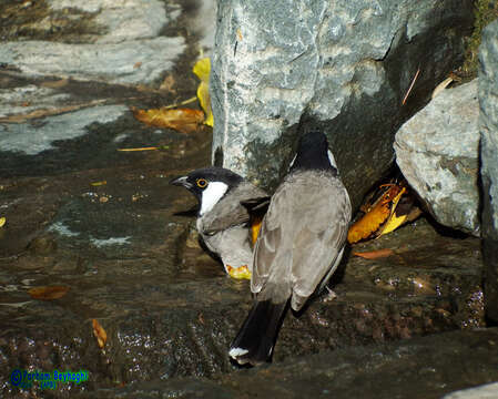 Image of White-eared Bulbul