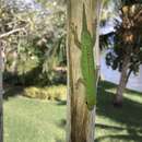 Image of Seychelles Giant Day Gecko
