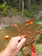 Image of Begonia radicans Vell.