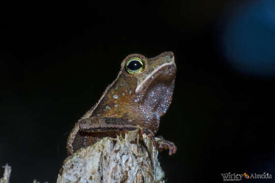 Plancia ëd Rhinella castaneotica (Caldwell 1991)