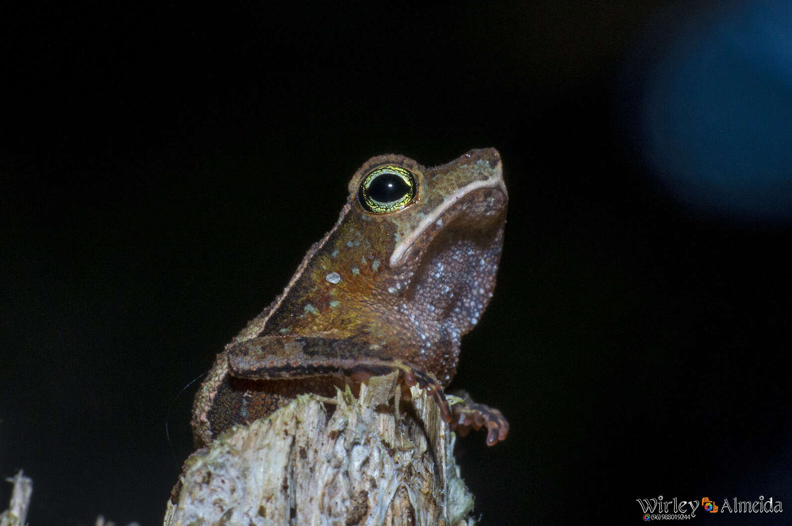 Image of Rhinella castaneotica (Caldwell 1991)