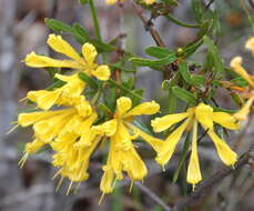 Image of Lambertia multiflora Lindl.