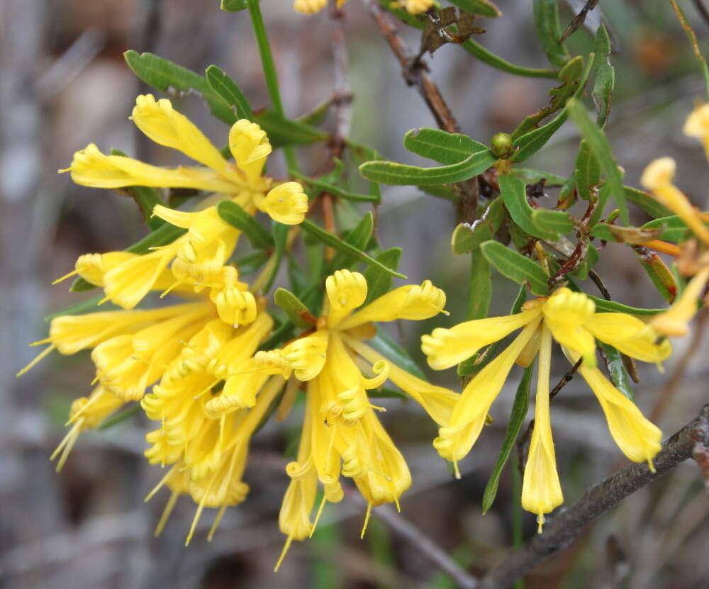 Image of Lambertia multiflora Lindl.