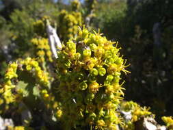 Euphorbia caerulescens Haw. resmi