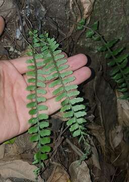 Sivun Asplenium crinicaule Hance kuva