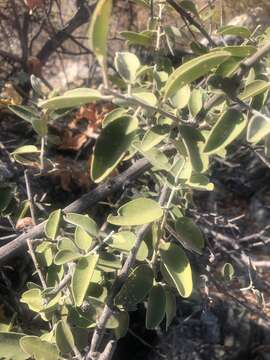 Image of African caper