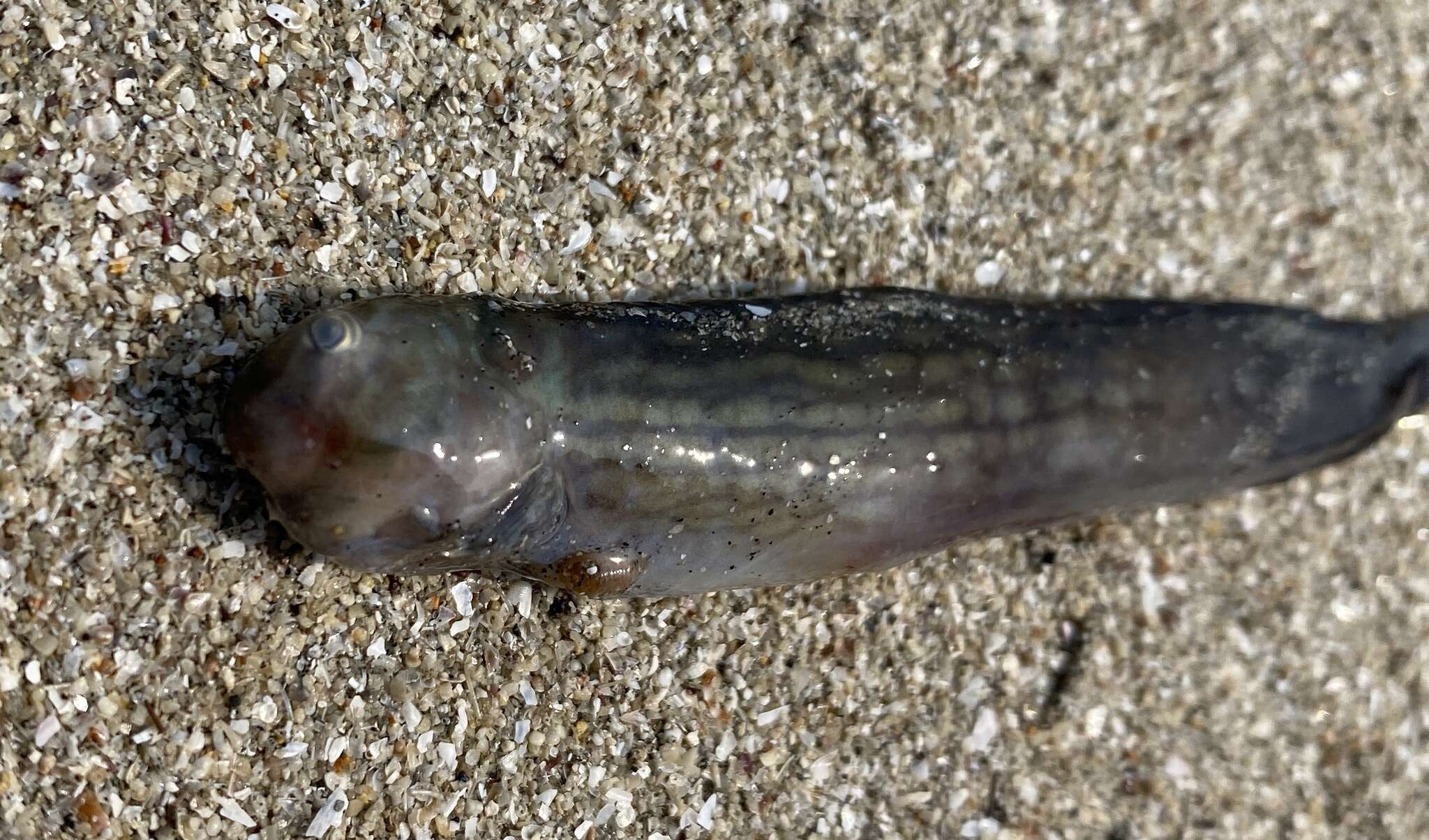 Image of Japanese Blenny