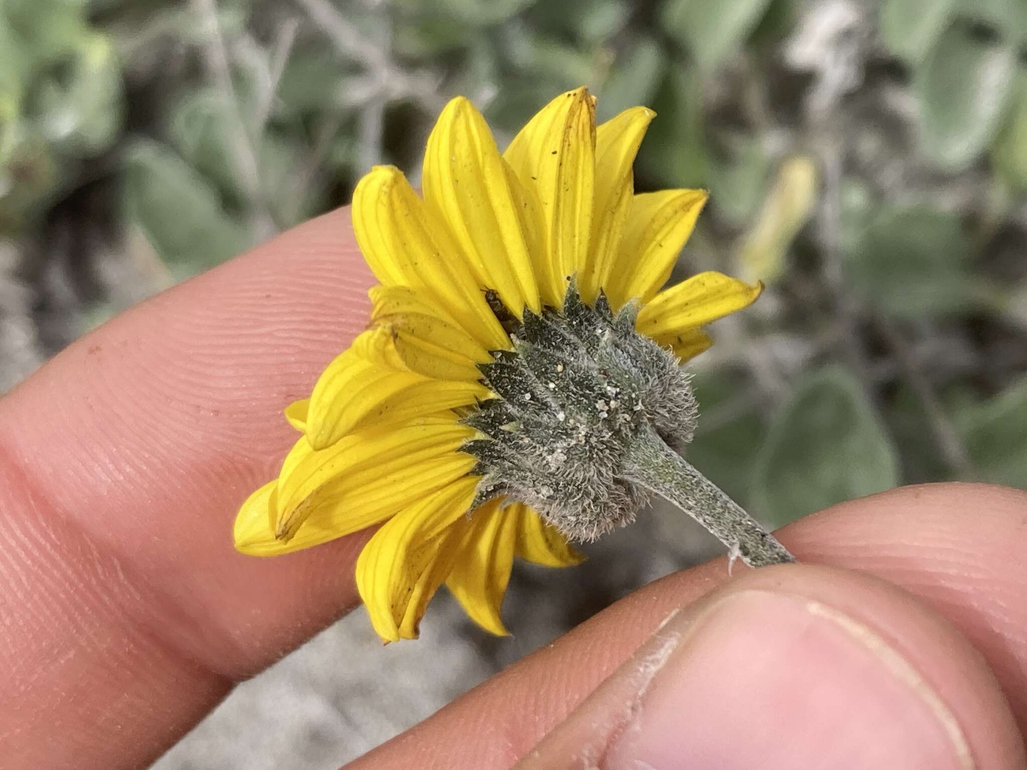 Слика од Helianthus niveus subsp. niveus