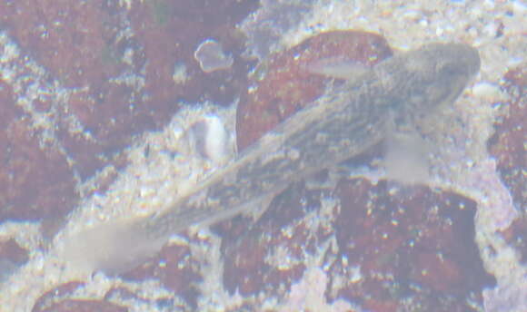 Image of Knysna sandgoby