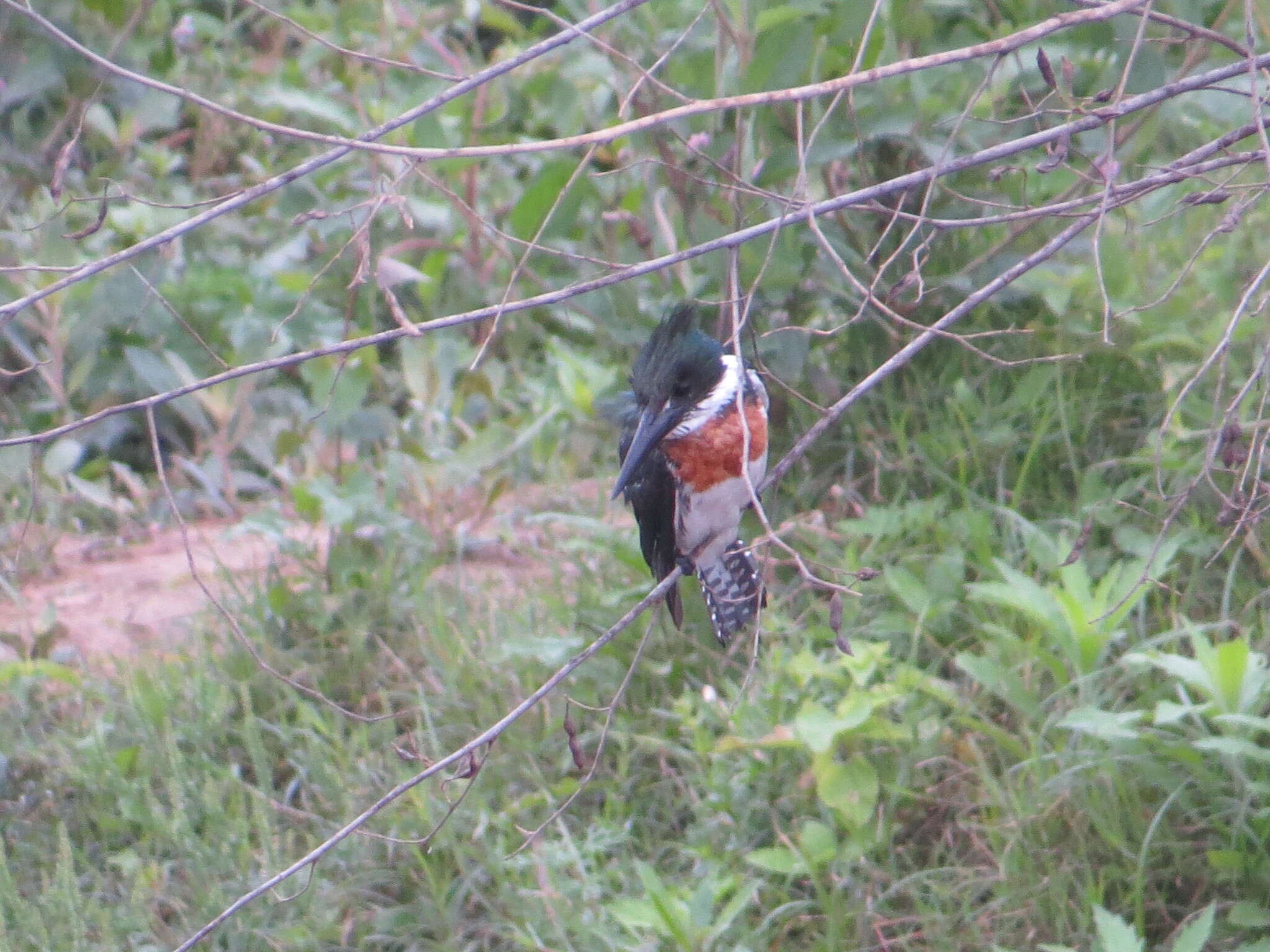 Image of Amazon Kingfisher