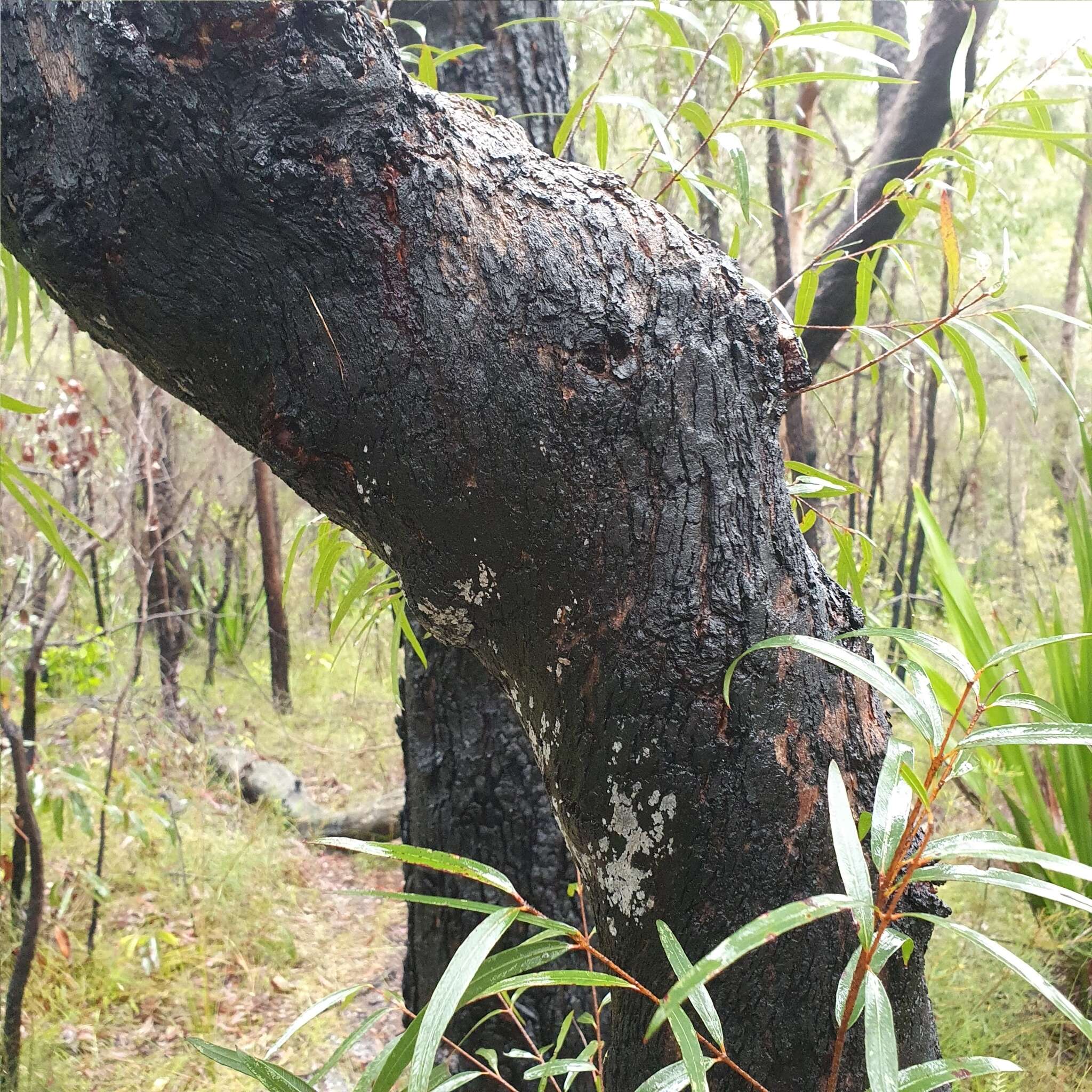 Image of Angophora bakeri E. C. Hall