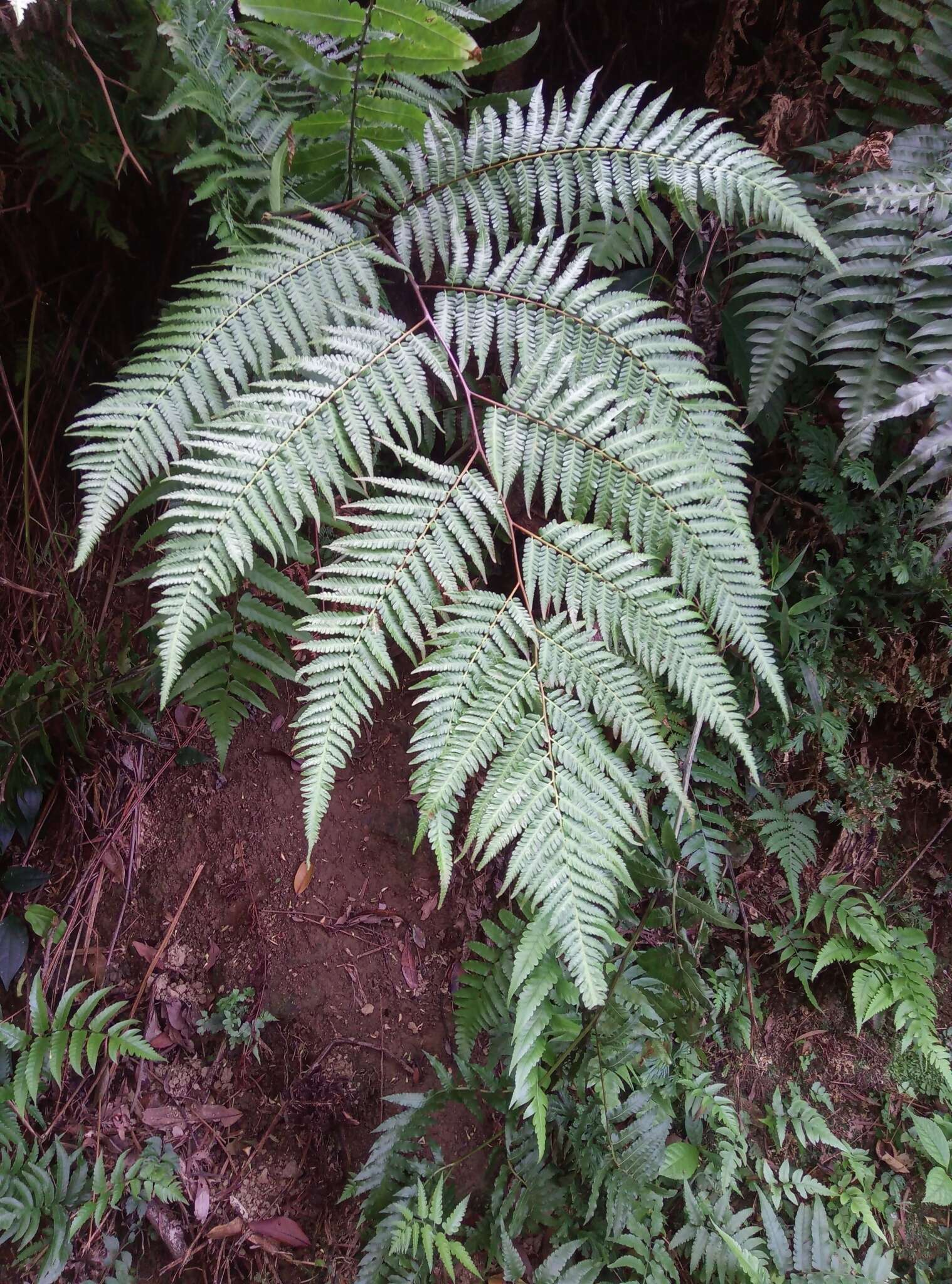 Image of Chain Fern Rhizome