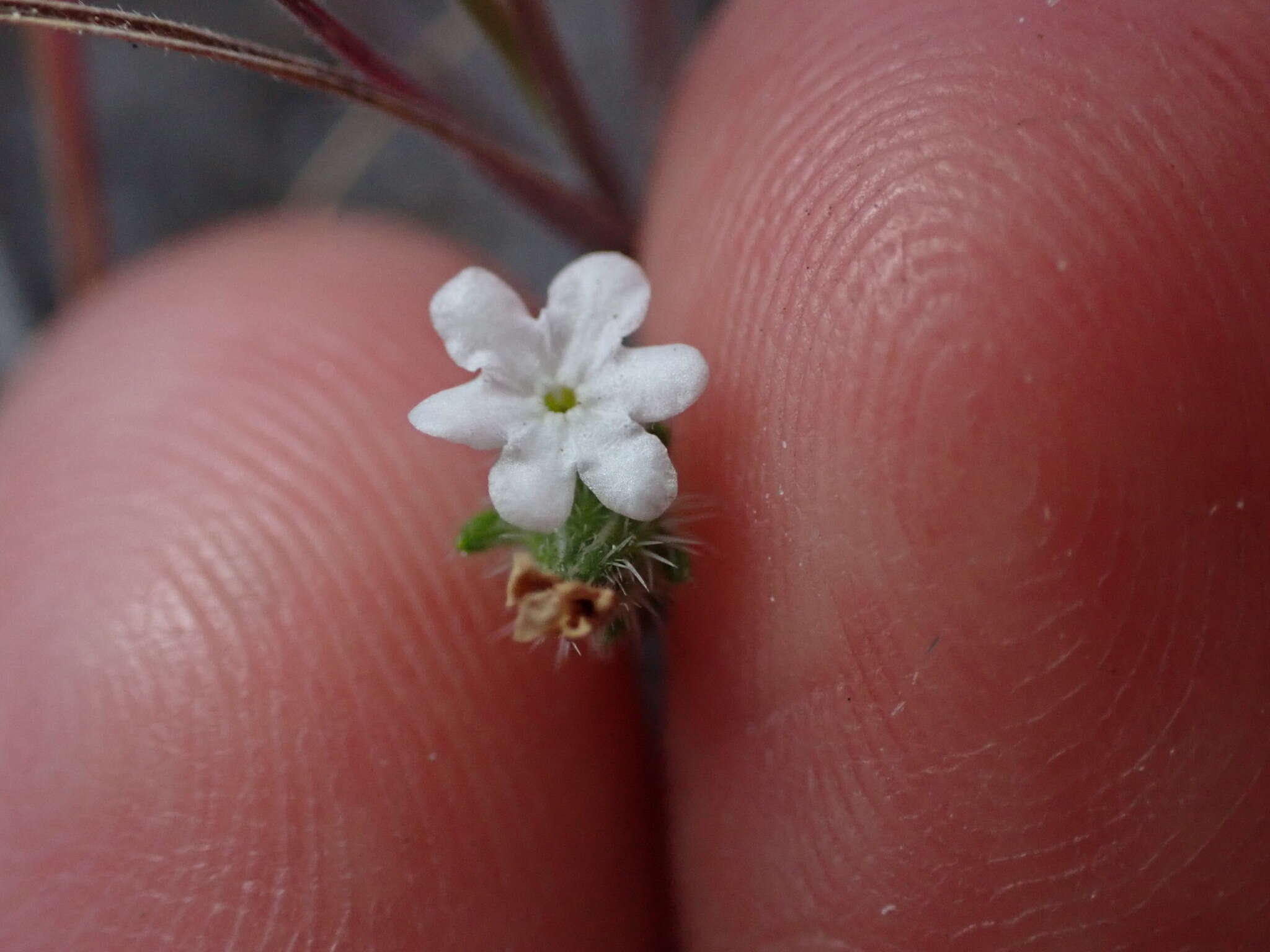 Plancia ëd Cryptantha wigginsii I. M. Johnst.