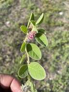 Imagem de Indigofera flavicans Baker