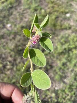 Imagem de Indigofera flavicans Baker