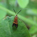 Image of Nemophora staudingerella Christoph 1881