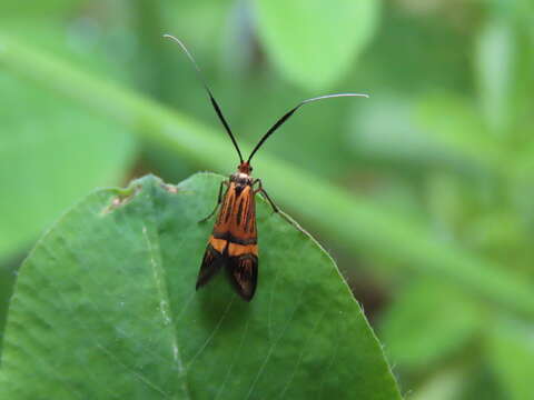 Image of Nemophora staudingerella Christoph 1881