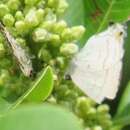 Imagem de Hypolycaena philippus philippus