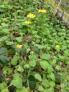 Imagem de Doronicum pardalianches L.