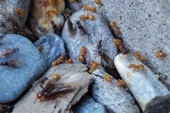 Image of <i>Lasius latipes</i>