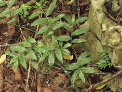 Image of Tripogandra grandiflora (Donn. Sm.) Woodson