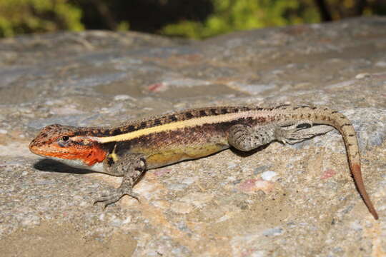 Image of Smith's Rosebelly Lizard