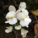 Image of Begonia philodendroides Ziesenh.