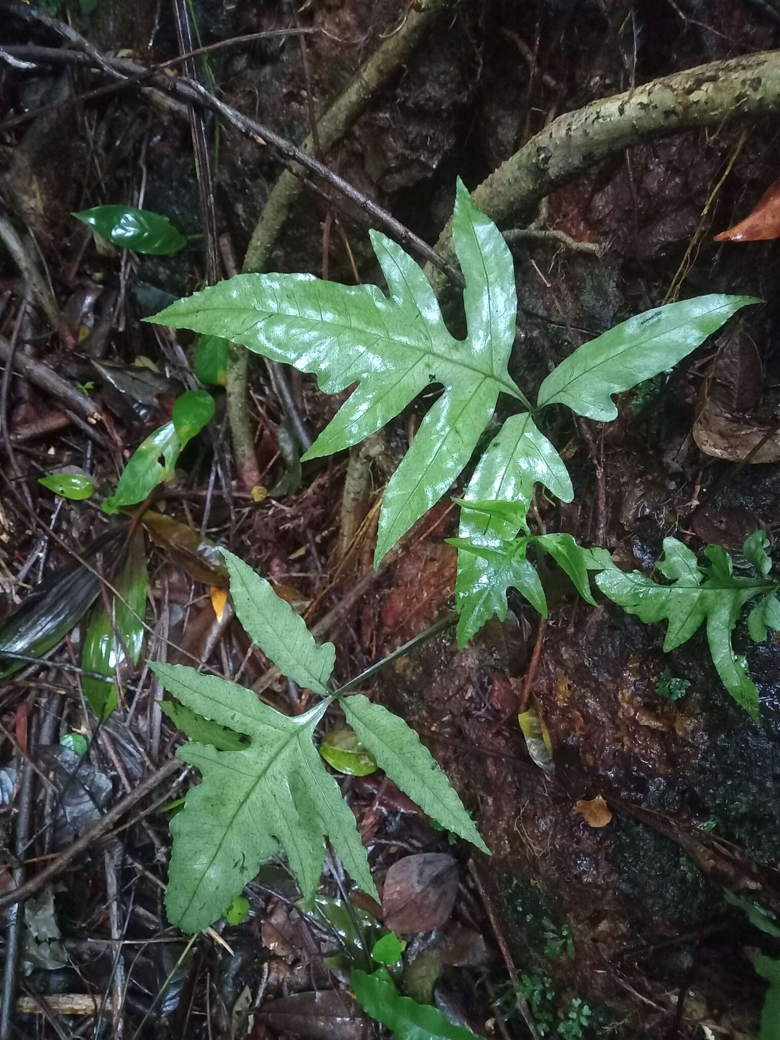 Plancia ëd Bolbitis semipinnatifida (Fée) Alston